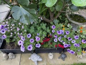 Our back garden