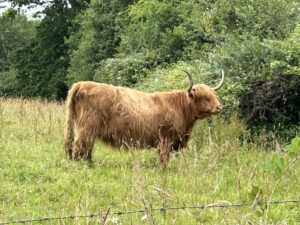 Pulborough Brooks