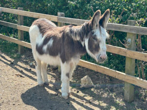 Donkey Sanctuary Isle of Wight